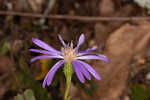 Georgia aster